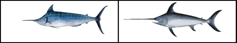 Fichier:026 SCM Marlin3.jpg