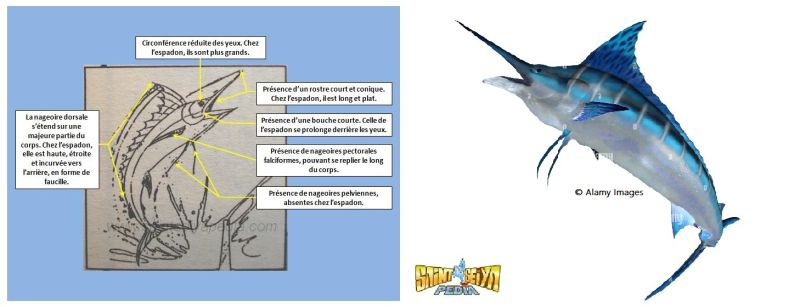 Fichier:024 SCM Marlin1.jpg